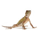 acanthosaura-lepidogaster