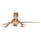 acanthosaura-lepidogaster (2)