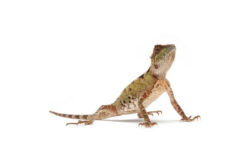 acanthosaura lepidogaster Acanthosaura lepidogaster