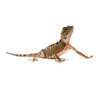 acanthosaura-lepidogaster (3)