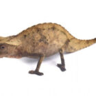brookesia-superciliaris (1)