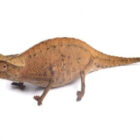 brookesia-superciliaris