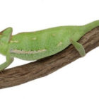 chamaeleo-calyptratus-moyen (1)
