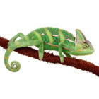 chamaeleo-calyptratus-moyen