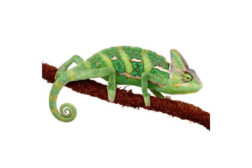 chamaeleo calyptratus moyen Chamaeleo calyptratus, moyen