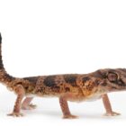 chondrodactylus-angulifer-red (1)