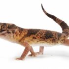 chondrodactylus-angulifer-red