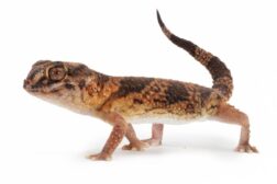 chondrodactylus angulifer red Chondrodactylus angulifer, RED