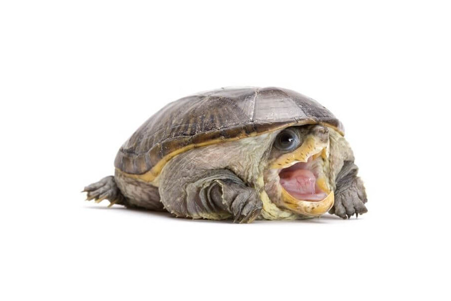 claudius angustatus adulte Claudius angustatus, adulte