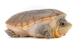 claudius angustatus juvenile nc Claudius angustatus, juvénile NC