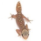 diplodactylus-galeatus (1)