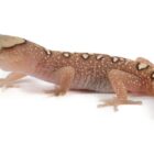 diplodactylus-galeatus