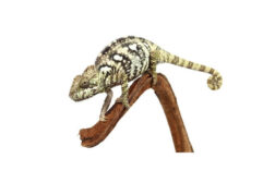 furcifer oustaleti Furcifer oustaleti