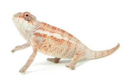 furcifer pardalis ambilobe Furcifer pardalis, "Ambilobe"