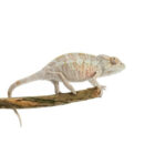 furcifer-pardalis-nosy-faly