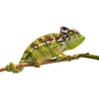 furcifer-verrucosus (1)