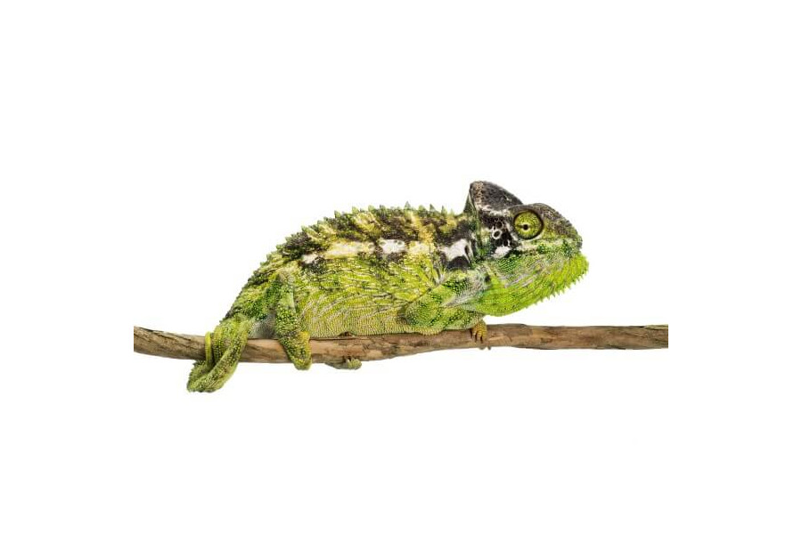 furcifer-verrucosus furcifer-verrucosus