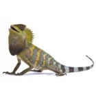 gonocephalus-chamaeleontinus