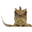 gonocephalus-chamaeleontinus (2)