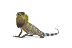 gonocephalus chamaeleontinus Gonocephalus chamaeleontinus