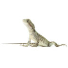 intellagama-physignathus-lesueurii