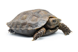 manouria emys phayrei Manouria emys phayrei