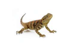 stellagama laudakia stellio brachydactyla male adulte 2 Stellagama (Laudakia) stellio brachydactyla, mâle adulte