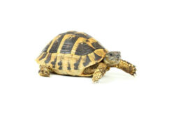 testudo hermanni boettgeri 12 14 cm Testudo hermanni boettgeri, 12-14 cm