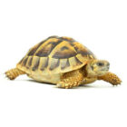 testudo-hermanni-boettgeri-4-5-cm (1)