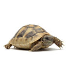 testudo-hermanni-boettgeri-4-5-cm