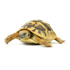 testudo-hermanni-boettgeri-4-5-cm (2)