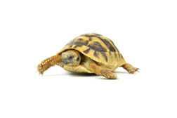 testudo hermanni boettgeri 4 5 cm 2 Testudo hermanni boettgeri, 4-5 cm