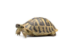 testudo hermanni boettgeri adulte Testudo hermanni boettgeri, adulte