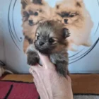 7d936817-0c83-4a8c-915f-d8fcdffa3d4b___