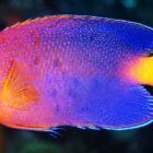 Interruptus-Angel-Centropyge-interruptus.99