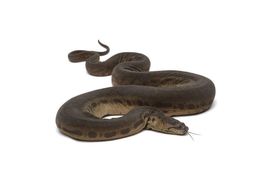 acrochordus-javanicus (1) acrochordus-javanicus (1)