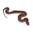 acrochordus-javanicus (3)