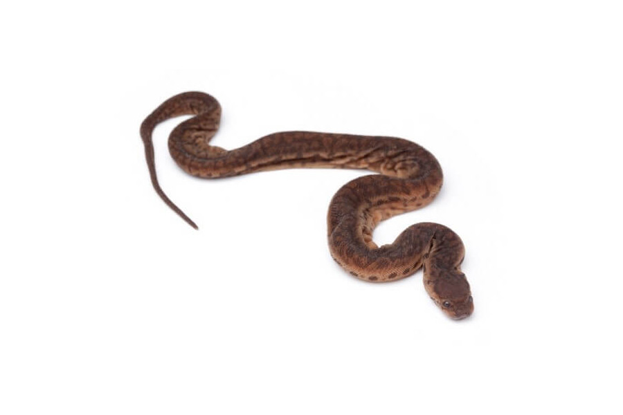 acrochordus-javanicus (3) acrochordus-javanicus (3)