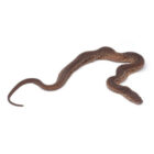 acrochordus-javanicus (4)