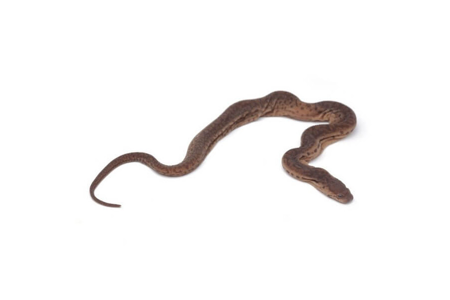 acrochordus-javanicus (4) acrochordus-javanicus (4)