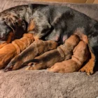 b5004df6-7b31-4ee8-bc16-d5e3658c12a5___