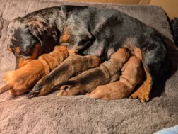 b5004df6 7b31 4ee8 bc16 d5e3658c12a5 Teckel Nain Poil ras