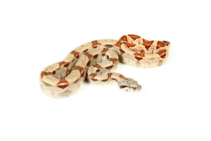 boa-c-imperator-colombie-hypomelanistique-het-vpi boa-c-imperator-colombie-hypomelanistique-het-vpi