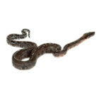 boa-c-imperator-leopard (1)