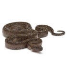 boa-c-imperator-leopard