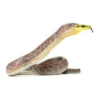 gonyosoma-oxycephalum-chamoisee (1)