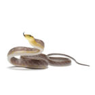 gonyosoma-oxycephalum-chamoisee