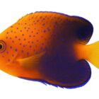 interruptus-angelfish-centropyge-interruptus-1