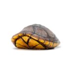 kinosternon-acutum (1)