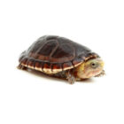 kinosternon-leucostomum (1)